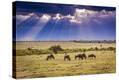 Stretched Canvas Print