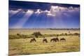 Photographic Print