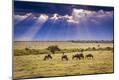 Photographic Print