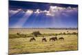 Photographic Print