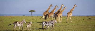 A herd if impala in the Masai Mara, Kenya, Africa.-Larry Richardson-Framed Photographic Print