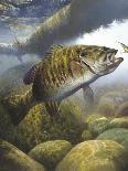 Smallmouth Bass-Larry Tople-Laminated Giclee Print