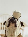 Bulldog Puppy in Miniature Bathtub-Larry Williams-Photographic Print