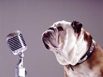 Bulldog Preparing to Sing into Microphone-Larry Williams-Photographic Print