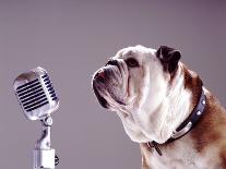 Bulldog Puppy Looking Up From His Bowl-Larry Williams-Photographic Print