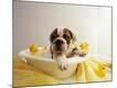 Premium Photographic Print