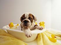 Bulldog Puppy in Miniature Bathtub-Larry Williams-Framed Photographic Print