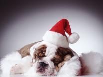 Bulldog Santas-Larry Williams-Photographic Print