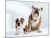Premium Photographic Print