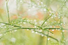 Closeup of Stalks on Organic Asparagus Plant-Lars Hallstrom-Mounted Photographic Print
