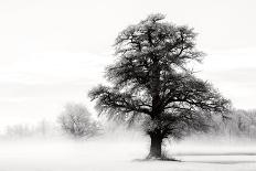 Inky Trees-Lars Van de Goor-Framed Photo