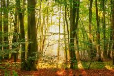 Inky Trees-Lars Van de Goor-Framed Photo