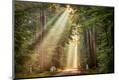 Photographic Print