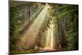 Photographic Print