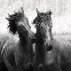 Premium Photographic Print
