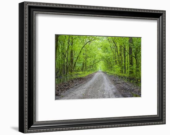 LaRue-Pine Hills Otter Pond Natural Area, Shawnee National Forest. Union County, Illinois.-Richard & Susan Day-Framed Photographic Print