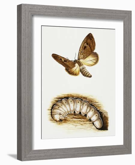 Larva and Butterfly of Bogong Moth (Agrotis Infusa), Noctuidae, Artwork by Mike Atkinson-null-Framed Giclee Print