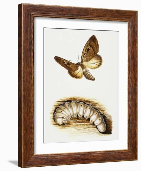 Larva and Butterfly of Bogong Moth (Agrotis Infusa), Noctuidae, Artwork by Mike Atkinson-null-Framed Giclee Print