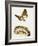 Larva and Butterfly of Bogong Moth (Agrotis Infusa), Noctuidae, Artwork by Mike Atkinson-null-Framed Giclee Print