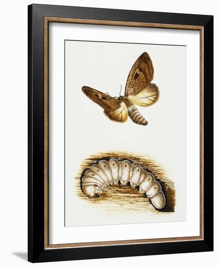 Larva and Butterfly of Bogong Moth (Agrotis Infusa), Noctuidae, Artwork by Mike Atkinson-null-Framed Giclee Print