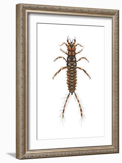 Larva Ground Beetle (Carabidae), Insects-Encyclopaedia Britannica-Framed Art Print