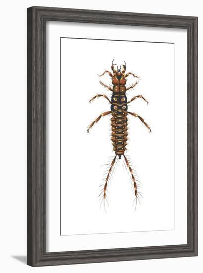 Larva Ground Beetle (Carabidae), Insects-Encyclopaedia Britannica-Framed Art Print