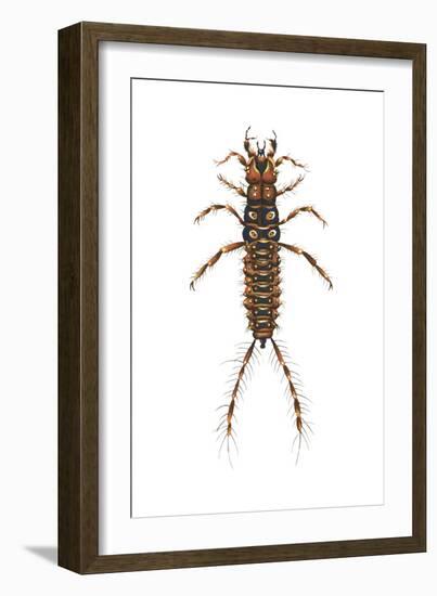 Larva Ground Beetle (Carabidae), Insects-Encyclopaedia Britannica-Framed Art Print