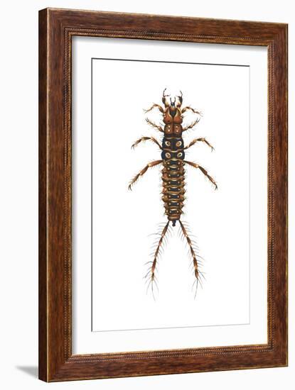 Larva Ground Beetle (Carabidae), Insects-Encyclopaedia Britannica-Framed Art Print