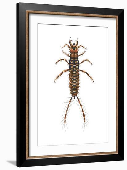 Larva Ground Beetle (Carabidae), Insects-Encyclopaedia Britannica-Framed Art Print