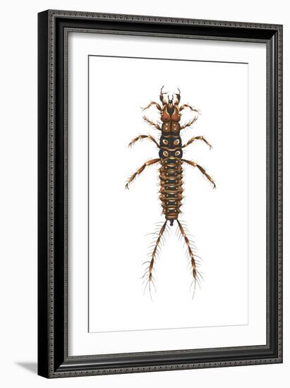 Larva Ground Beetle (Carabidae), Insects-Encyclopaedia Britannica-Framed Art Print