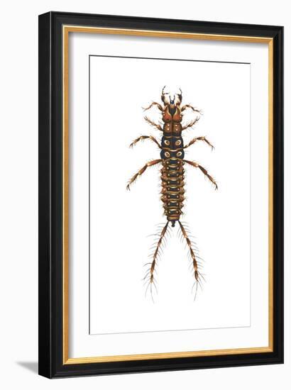 Larva Ground Beetle (Carabidae), Insects-Encyclopaedia Britannica-Framed Art Print