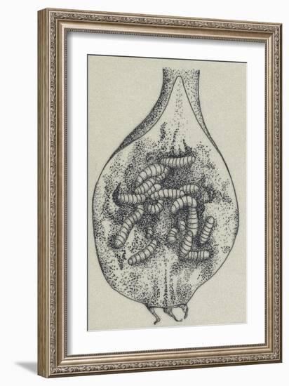 Larva of Worm-Eaten Pear (Contarinia Pyrivora), Diptera-null-Framed Giclee Print