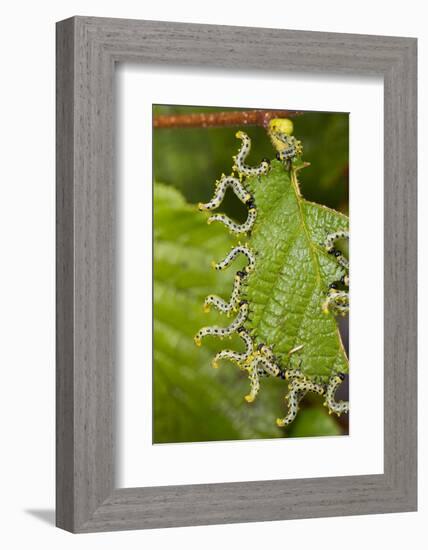 Larvae of Birch sawfly in alarm position, Bavaria, Germany-Konrad Wothe-Framed Photographic Print