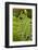 Larvae of Birch sawfly in alarm position, Bavaria, Germany-Konrad Wothe-Framed Photographic Print