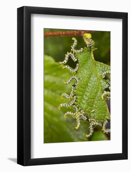 Larvae of Birch sawfly in alarm position, Bavaria, Germany-Konrad Wothe-Framed Photographic Print