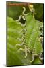 Larvae of Birch sawfly in alarm position, Bavaria, Germany-Konrad Wothe-Mounted Photographic Print