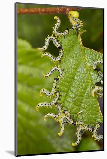 Larvae of Birch sawfly in alarm position, Bavaria, Germany-Konrad Wothe-Mounted Photographic Print