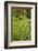 Larvae of Birch sawfly in alarm position, Bavaria, Germany-Konrad Wothe-Framed Photographic Print