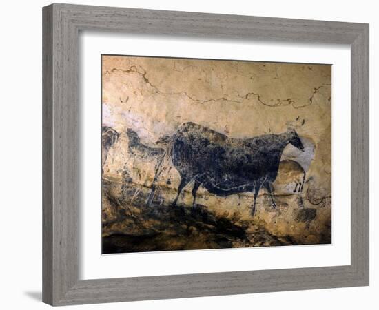 Lascaux Cave Drawing Depicting Steer, Circa 15,000 BC-Ralph Morse-Framed Photographic Print