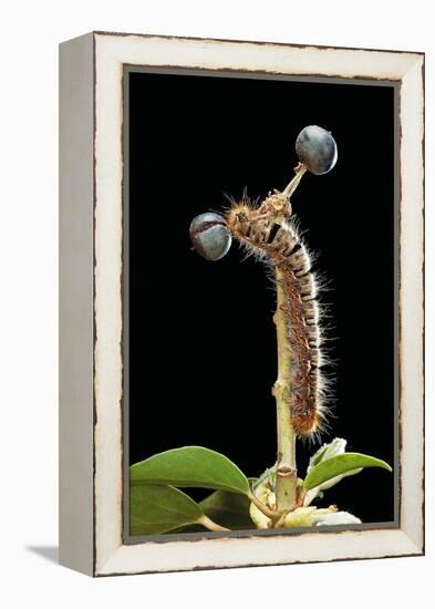 Lasiocampa Quercus (Oak Eggar, Oak Moth) - Caterpillar-Paul Starosta-Framed Premier Image Canvas