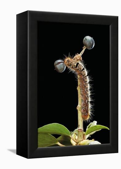 Lasiocampa Quercus (Oak Eggar, Oak Moth) - Caterpillar-Paul Starosta-Framed Premier Image Canvas