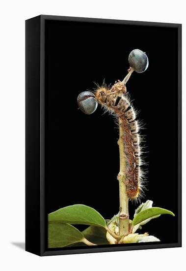 Lasiocampa Quercus (Oak Eggar, Oak Moth) - Caterpillar-Paul Starosta-Framed Premier Image Canvas