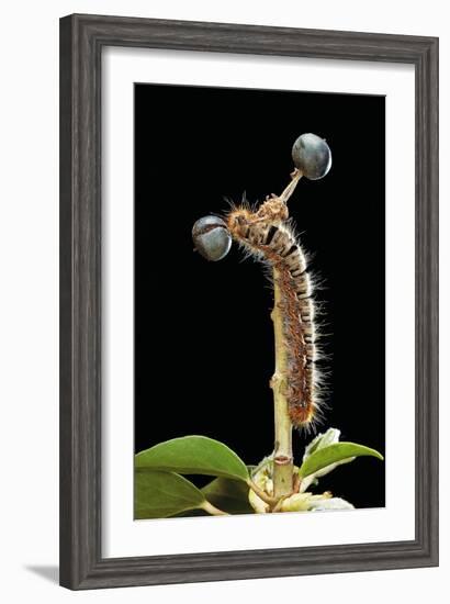 Lasiocampa Quercus (Oak Eggar, Oak Moth) - Caterpillar-Paul Starosta-Framed Photographic Print