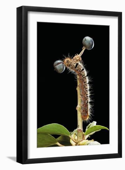 Lasiocampa Quercus (Oak Eggar, Oak Moth) - Caterpillar-Paul Starosta-Framed Photographic Print