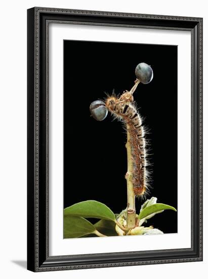 Lasiocampa Quercus (Oak Eggar, Oak Moth) - Caterpillar-Paul Starosta-Framed Photographic Print