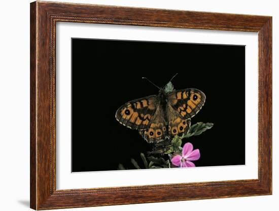 Lasiommata Megera (Wall Brown Butterfly)-Paul Starosta-Framed Photographic Print