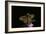 Lasiommata Megera (Wall Brown Butterfly)-Paul Starosta-Framed Photographic Print