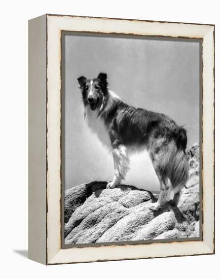 Lassie Come Home, 1943-null-Framed Stretched Canvas