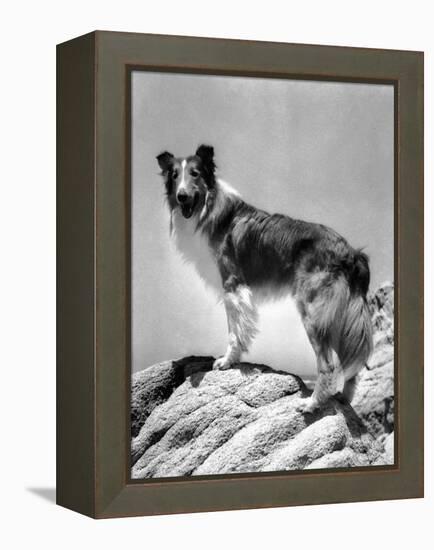 Lassie Come Home, 1943-null-Framed Stretched Canvas