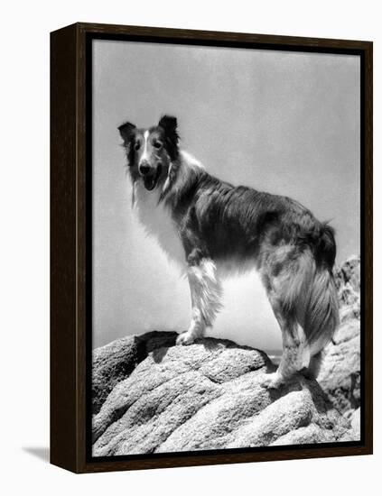 Lassie Come Home, 1943-null-Framed Stretched Canvas